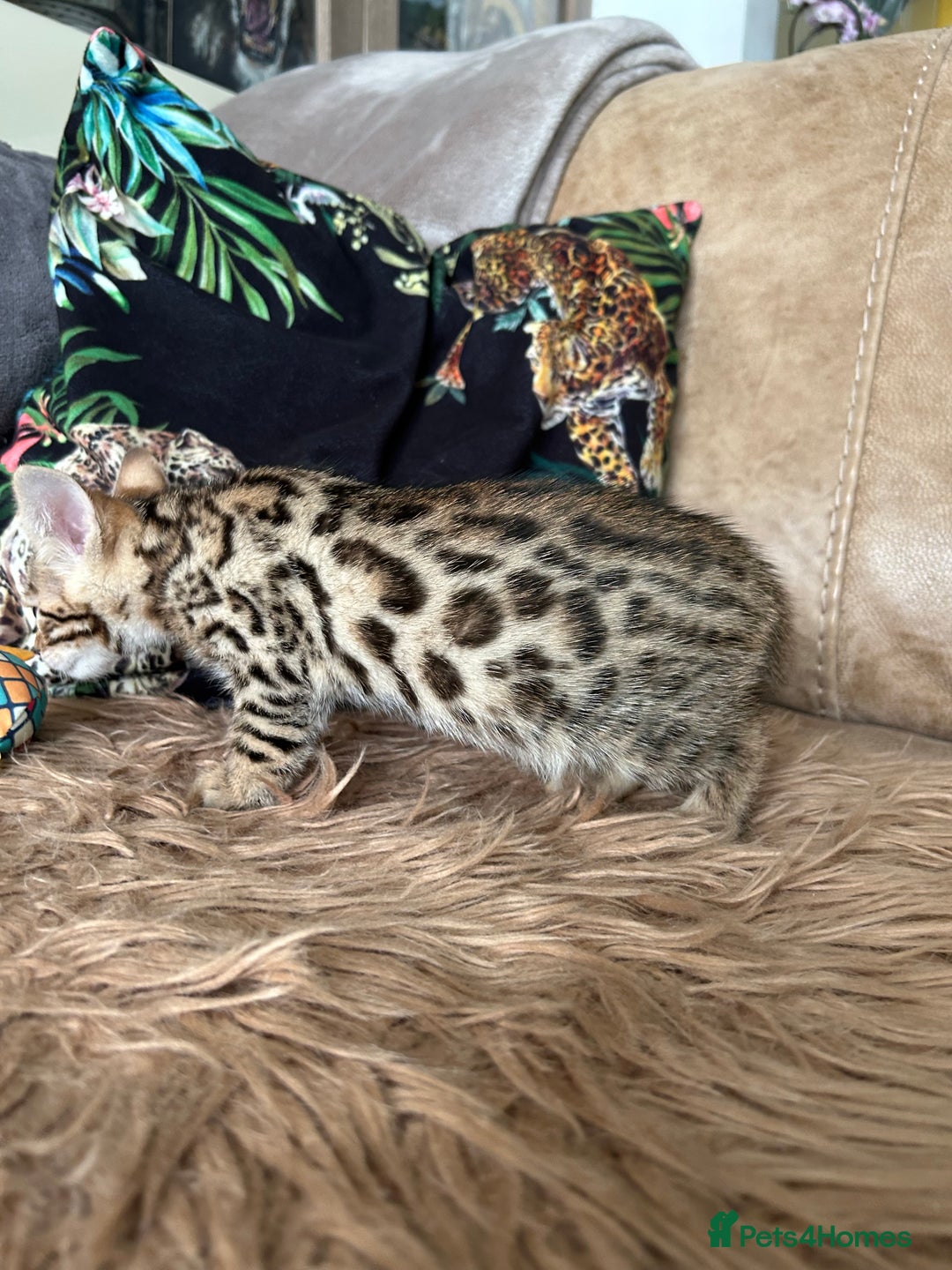 Bengal cats for sale: ❤️ PURE BENGAL KITTENS ❤️ - Image 7