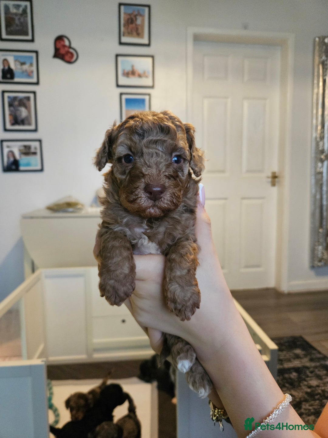 Cavapoo dogs for sale: Beautiful toy cavapoos  - Advert 4