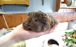 Guinea Pig rodents for sale: Five gorgeous male guinea pigs different breeds in Milnthorpe - Image 7