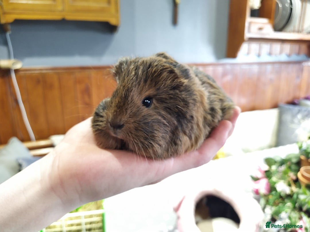 Guinea Pig rodents for sale: Five gorgeous male guinea pigs different breeds in Milnthorpe - Image 7