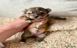 Chorkie dogs for sale: Chorkie (x2 Boys) - Image 13