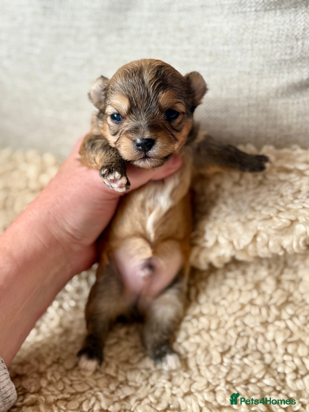 Chorkie dogs for sale: Chorkie (x2 Boys) - Image 13