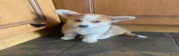 Welsh Corgi Pembroke dogs for sale: Gorgeous RKC reg corgi's DNA health tested parents - Advert 5