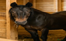 Irish Thoroughbred horses for sale: Wonderful Thoroughbred and Dartmoor  - Image 2