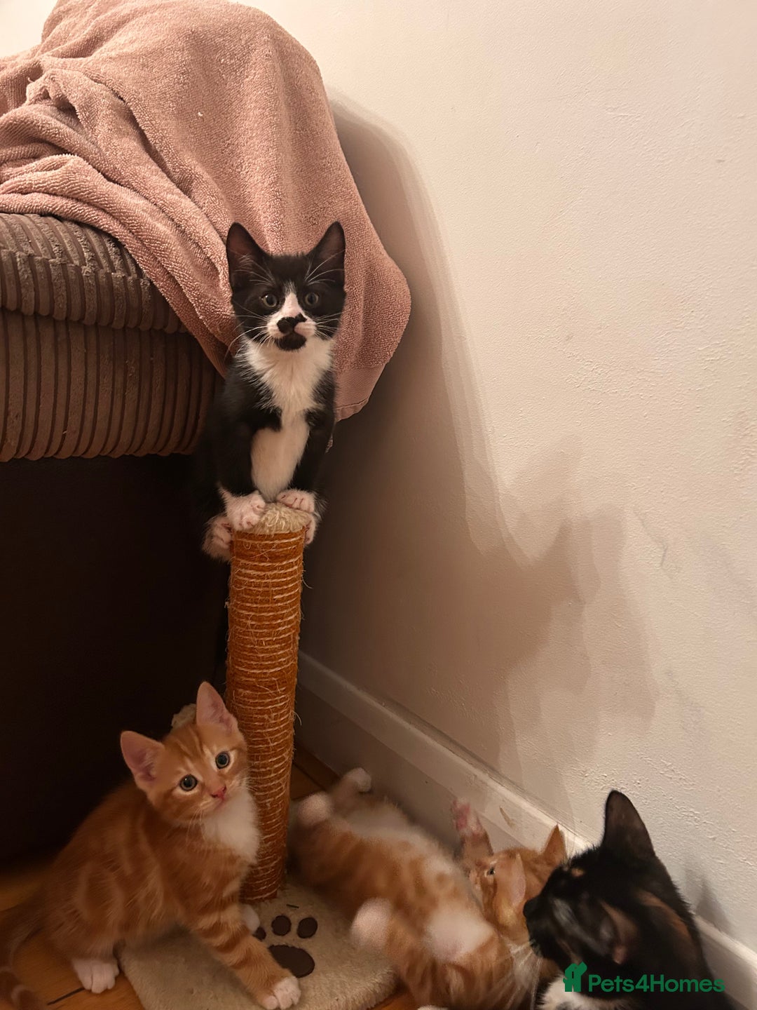 Mixed Breed cats for sale: Black and White Kitten - Advert 3