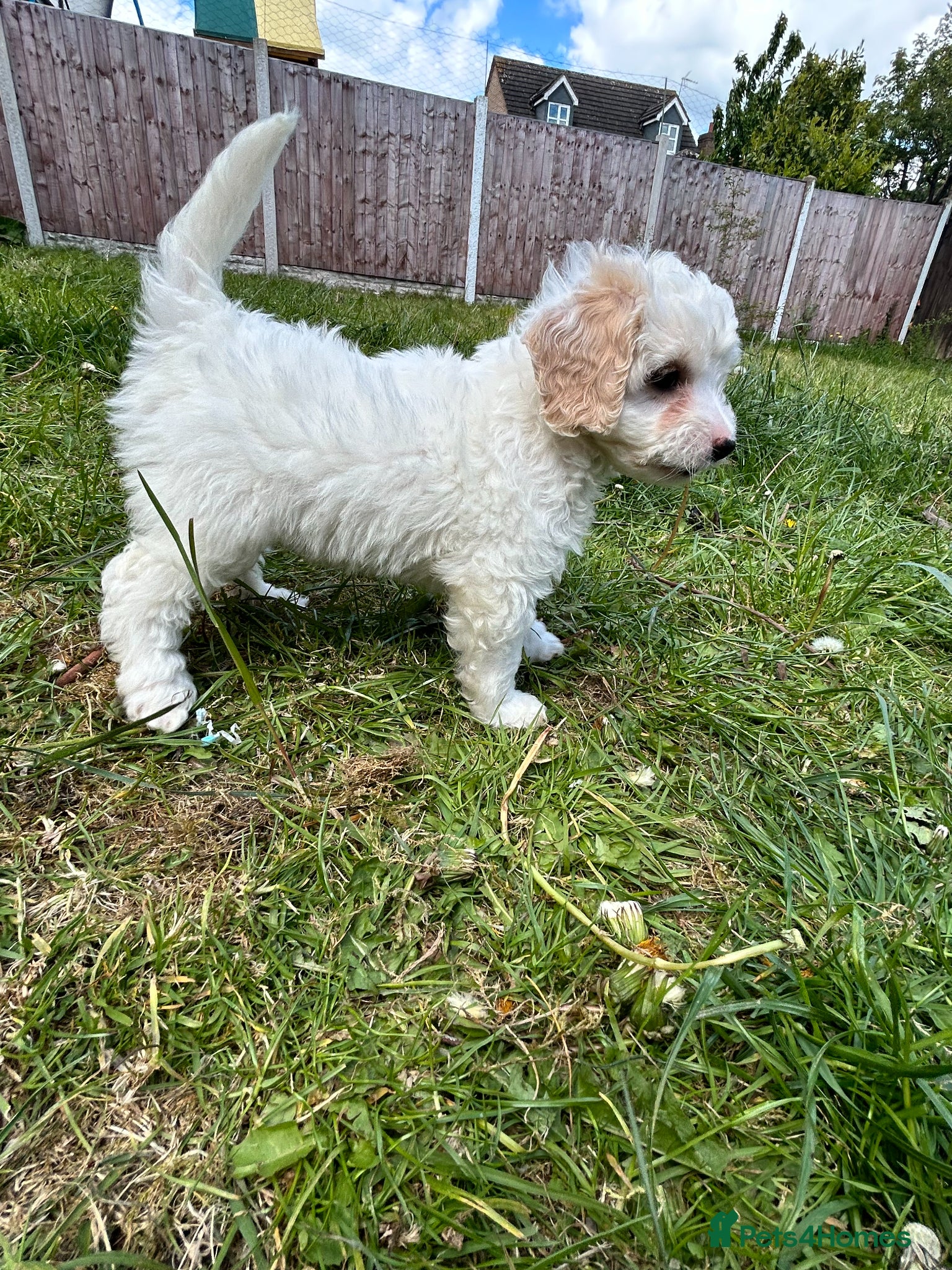 Mixed Breed dogs Stunning Shihpoo X Sproodle puppies - Advert 15