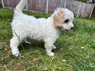 Mixed Breed dogs Stunning Shihpoo X Sproodle puppies - Advert 15