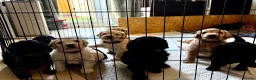 Mini Goldendoodle dogs for sale: F1b Mini Goldendoodles.READY TO LEAVE 🤍 - Advert 20