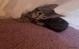 Mixed Breed cats for sale: 8 mixed colour Kittens - Image 10