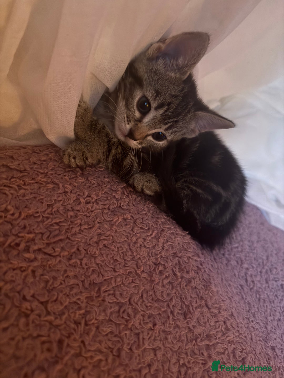 Mixed Breed cats for sale: 8 mixed colour Kittens - Image 10