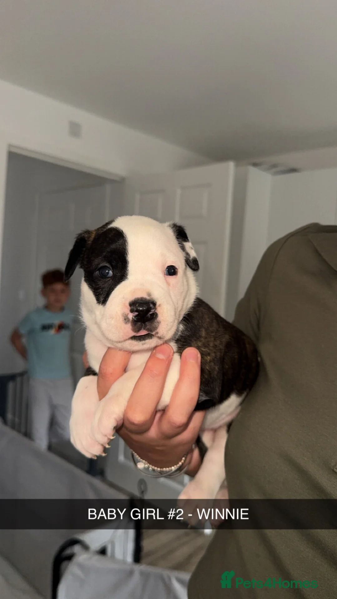 Mixed Breed dogs for sale: AMERICAN BULLDOG, BOXER CROSS - Advert 11