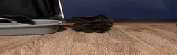 British Longhair cats for sale: Gorgeous,fluffy,mixed breed long haired kittens - Advert 10