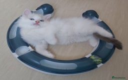 Ragdoll cats for sale: RAGDOLLS BOYS BLUE EYES VACCINATED MICROCHIPED  - Image 25