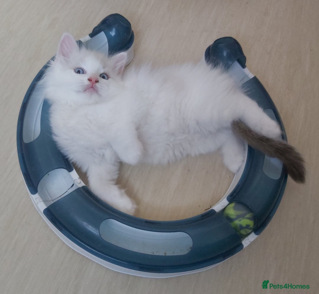 Ragdoll cats for sale: RAGDOLLS BOYS BLUE EYES VACCINATED MICROCHIPED  - Image 25