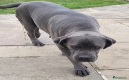 Cane Corso dogs for sale: Dutchess blue cane corso  - Image 3