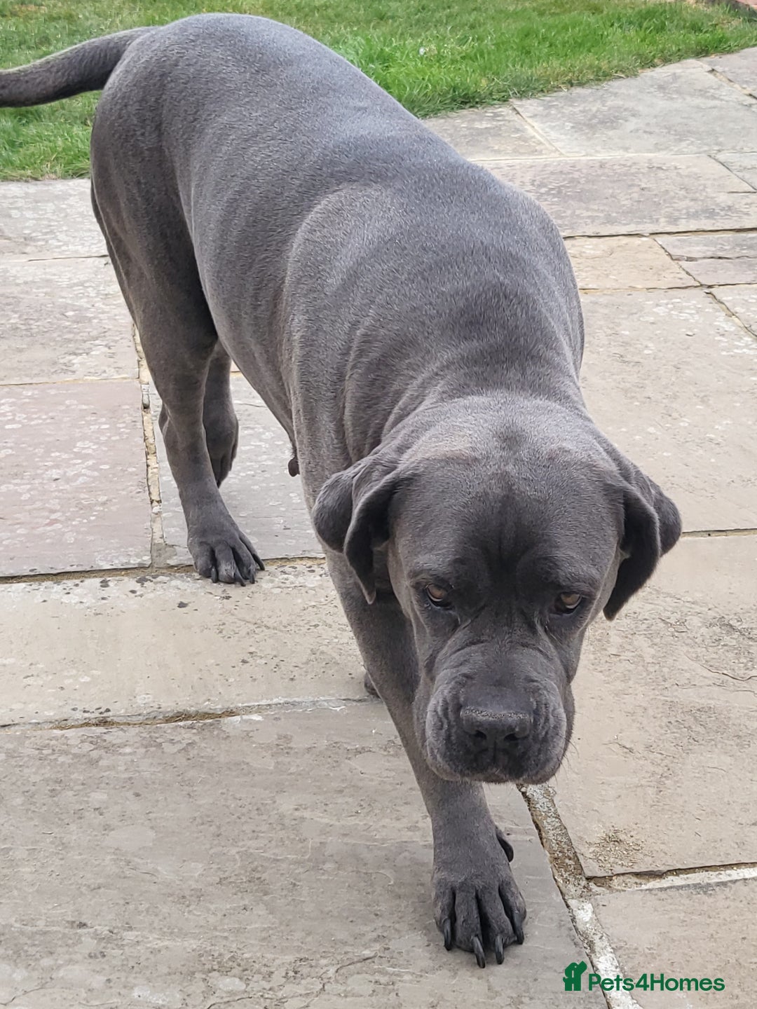 Cane Corso dogs for sale: Dutchess blue cane corso  - Image 3