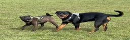 Rottweiler dogs for sale: 8 month old female rottweiler  in Swindon - Advert 9