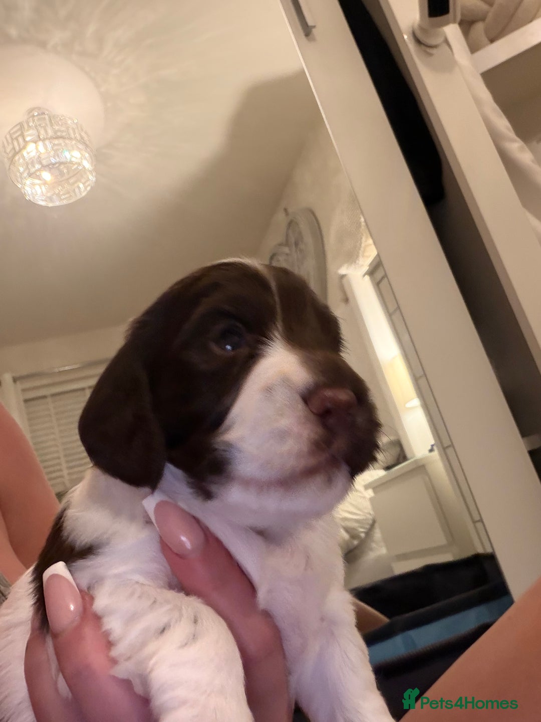 Cocker Spaniel dogs for sale: Cocker Spaniel Puppies ✨ - Advert 9