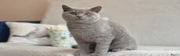 British Shorthair cats for sale: Beautiful paws*GB 😻 - Advert 6