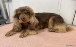 Cocker Spaniel dogs for stud: stunning chocolate and tan show cocker  stud in Doncaster - Image 4