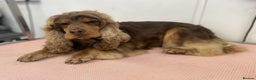 Cocker Spaniel dogs for stud: stunning chocolate and tan show cocker  stud in Doncaster - Advert 4