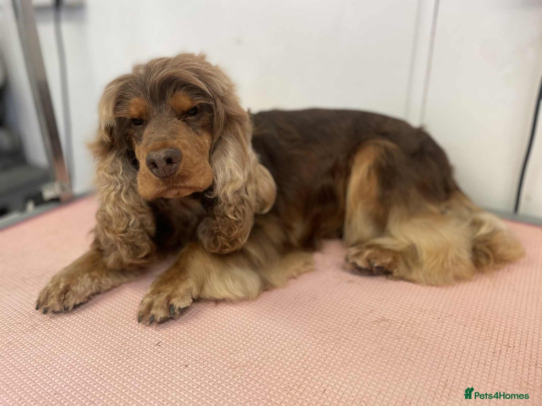 Cocker Spaniel dogs for stud: stunning chocolate and tan show cocker  stud in Doncaster - Image 4