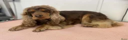 Cocker Spaniel dogs for stud: stunning chocolate and tan show cocker  stud in Doncaster - Advert 4