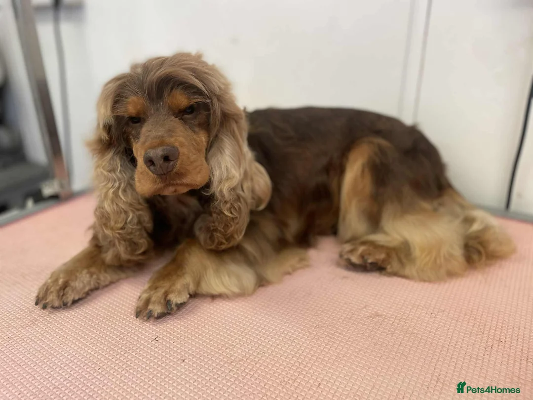 Cocker Spaniel dogs for stud: stunning chocolate and tan show cocker  stud in Doncaster - Advert 4
