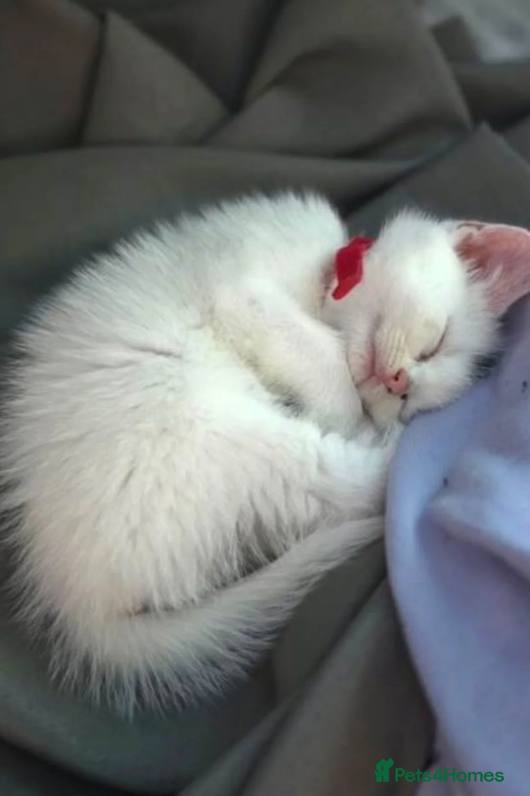 Ragdoll cats for sale: Ragdoll x kitten - Advert 2