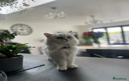 Persian cats for sale: Persian chinchilla  - Image 8