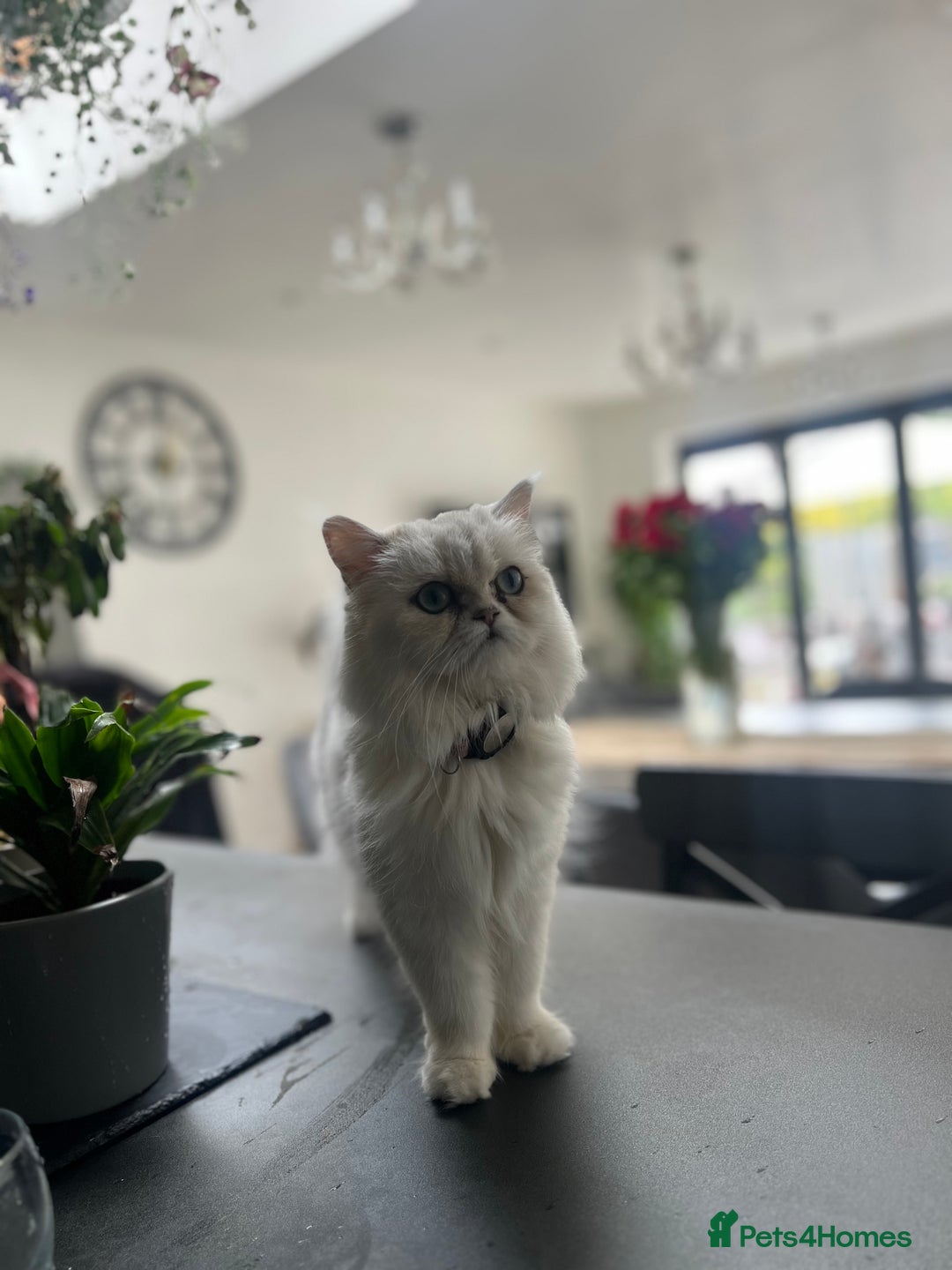 Persian cats for sale: Persian chinchilla  - Image 8