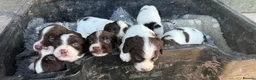 English Springer Spaniel dogs for sale: English Springer Spaniel Puppies - Advert 2