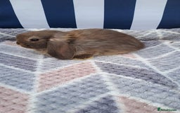 Mini Lop rabbits for sale: Mini lops boys ready to leave  - Image 8