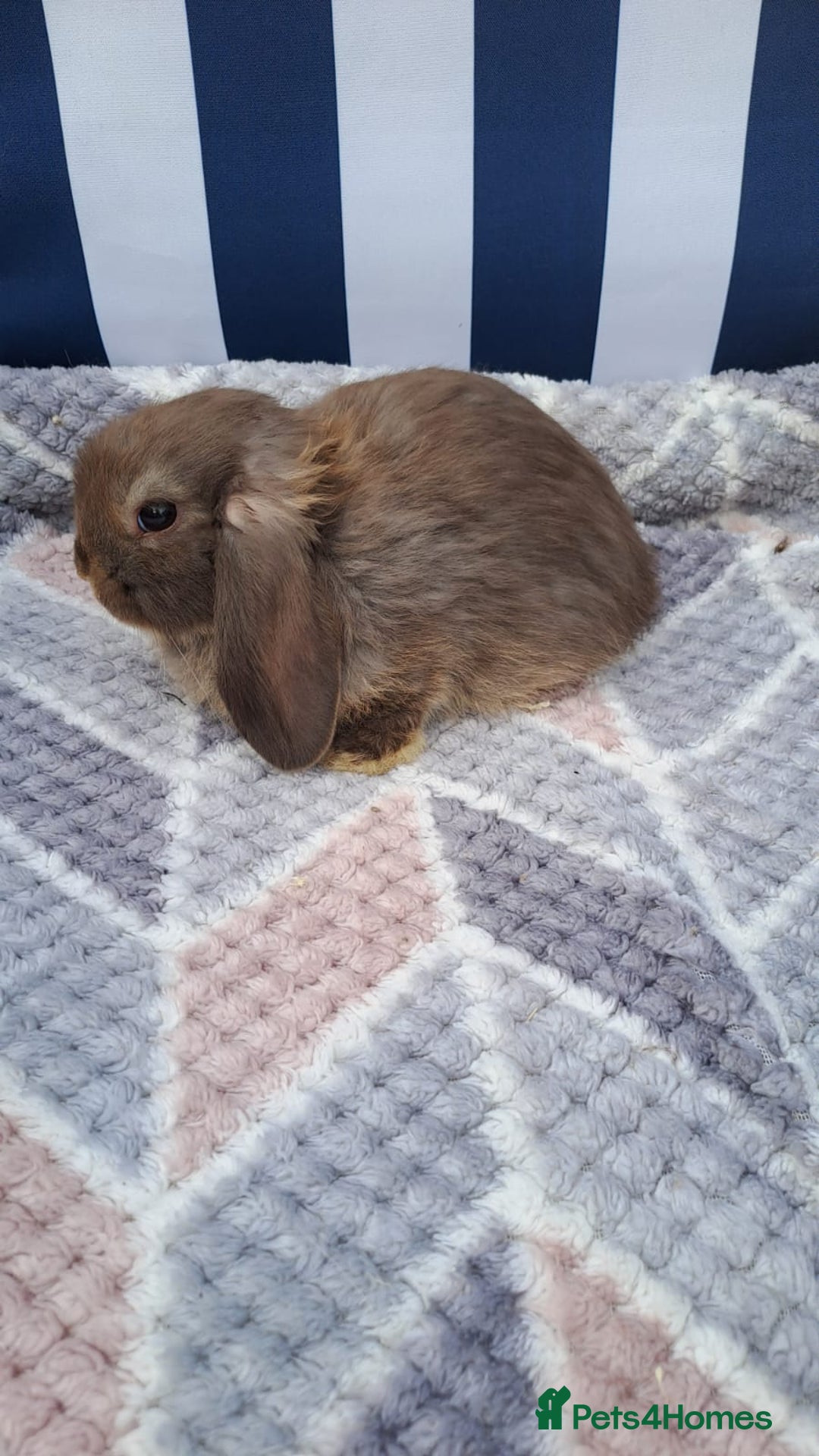 Mini Lop rabbits for sale: Mini lops boys ready to leave  - Image 8