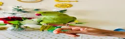 Ringnecks birds for sale: Hand Tamed/Untamed Gorgeous Ringneck available  - Advert 5