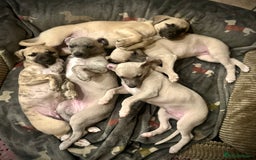 Whippet dogs for sale: Beautiful whippet dog puppies - Image 1
