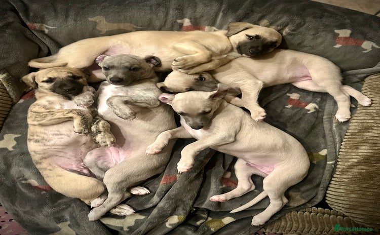 Whippet dogs - Advert 2