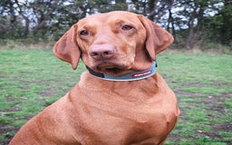 Hungarian Vizsla dogs for sale: Litter expected - Image 3