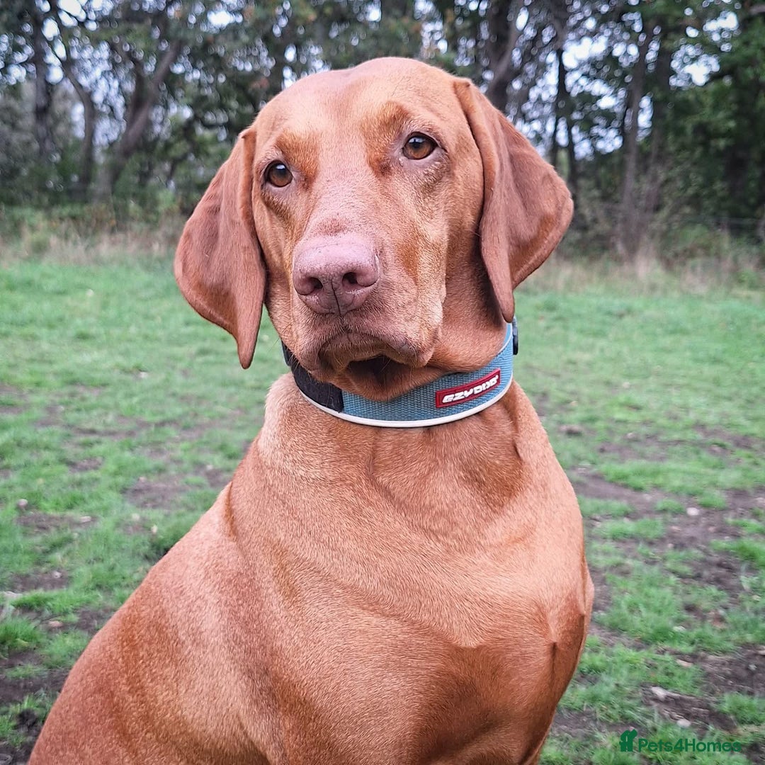 Hungarian Vizsla dogs for sale: Litter expected - Image 3