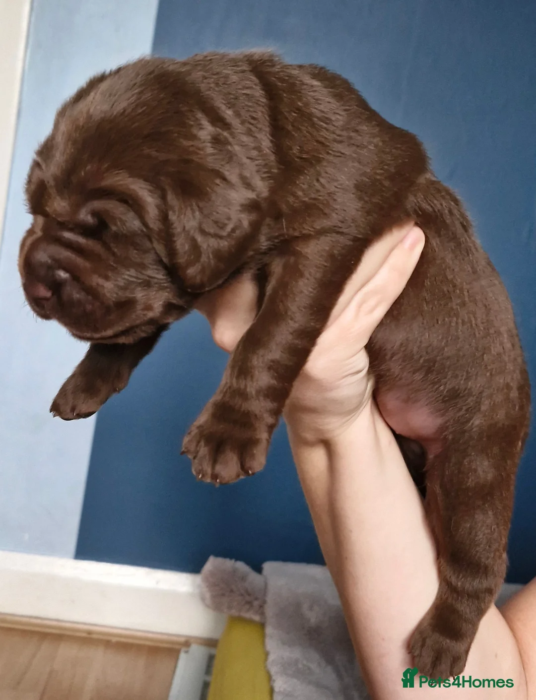 Labrador Retriever dogs for sale: 5 Beautiful labrador puppies  - Advert 5