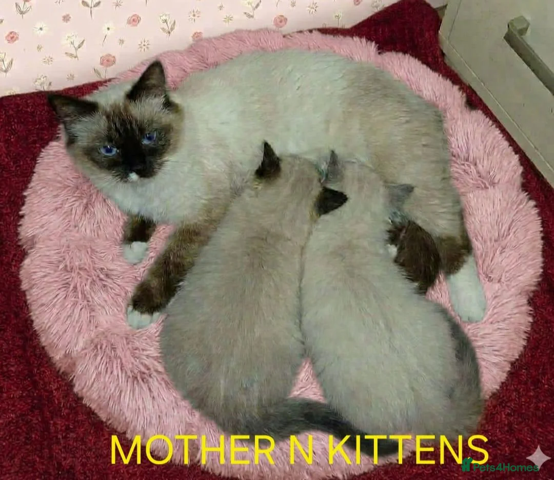 Ragdoll cats for sale: Gorgeous Blue Point Ragdoll Litter - Advert 6