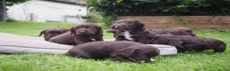 Cocker Spaniel dogs for sale: KC registered Working Cockers- Maesydderwen bred - Advert 6