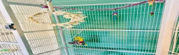 Conures birds for sale: Green cheek conure very entertaining - Advert 8