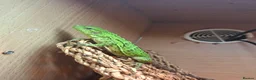 Iguana reptiles for sale: Mexican spiny tailed iguana  in Gloucester - Advert 1