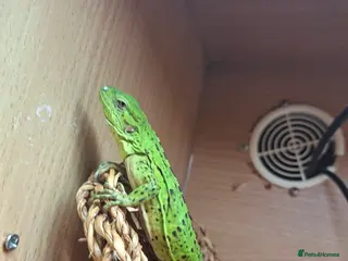 Iguana reptiles Mexican spiny tailed iguana in Gloucester - Advert 1