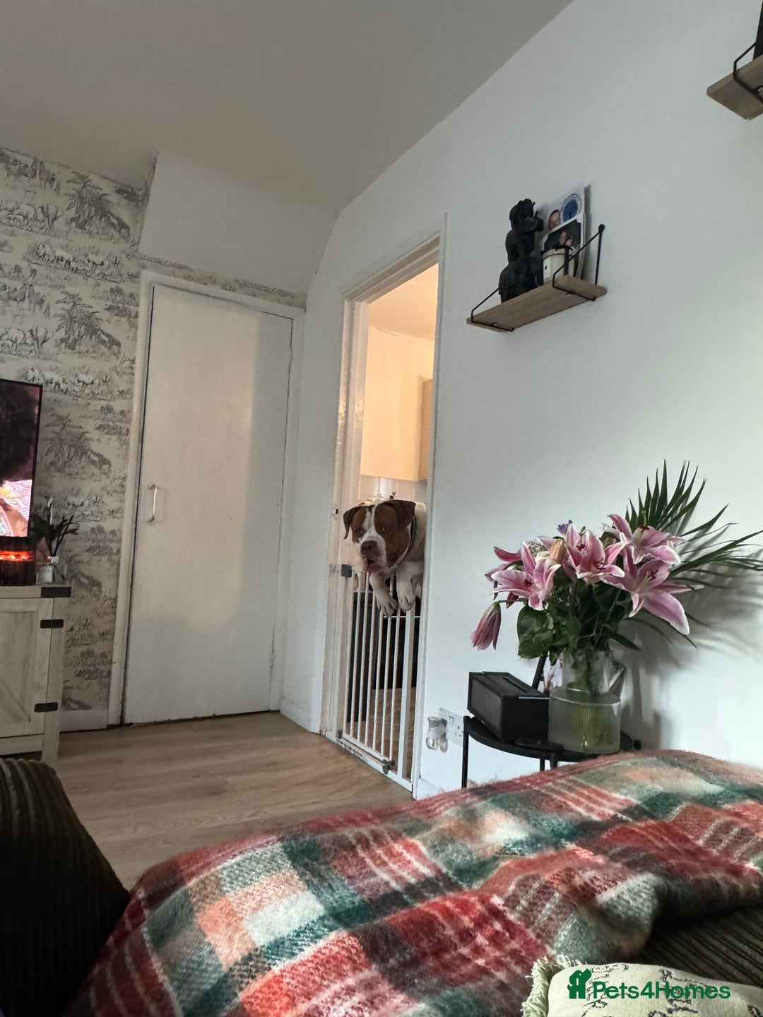 Mixed Breed dogs for sale: Boysie - Advert 25