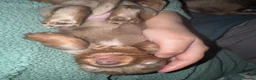 Miniature Dachshund dogs for sale: Stunning KC Registered Miniature Dacshund’s - Advert 8