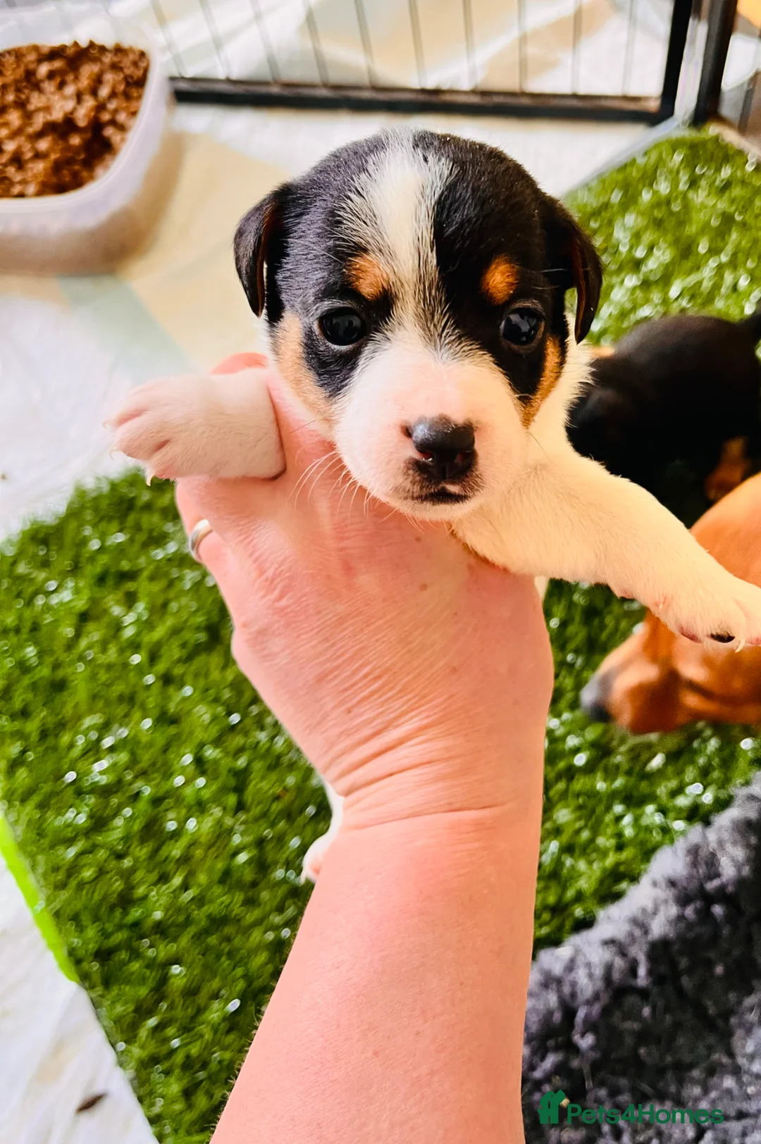 Jack Russell dogs for sale: Jack Russell Puppies for sale - Advert 2