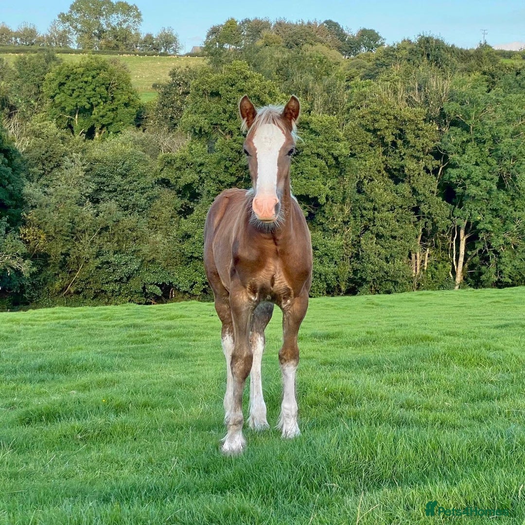 Welsh Section D horses for sale: 🌟 Gorgeous – Quality Welsh Section D – 14.2hh 🌟 - Image 13