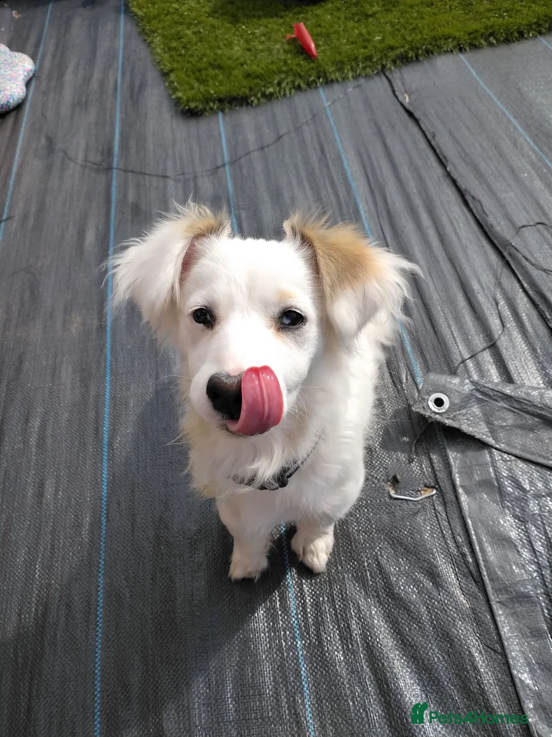 Mixed Breed dogs for sale: Maltese x bichon puppy female in Nottingham - Advert 2